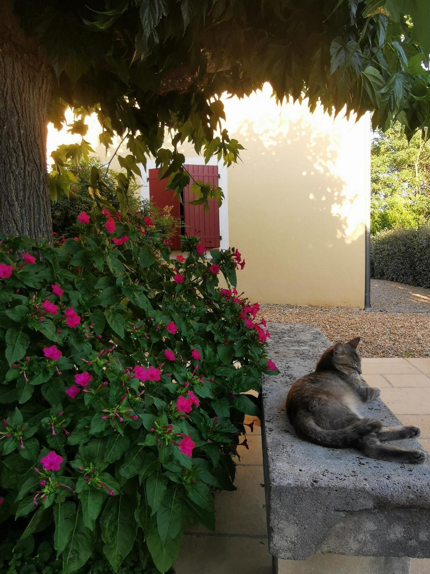 ル・トロネ Bastide Saint Bernard Bed & Breakfast エクステリア 写真